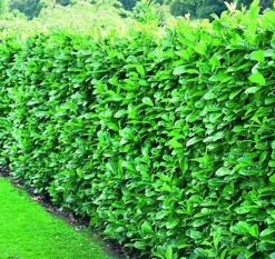 Direct Plants Prunus Rotundifolia Cherry Laurel Trees Pallet 10 4.5-5ft Extra Large Instant Hedge Specimen Trees In 10 Litre Pots