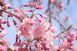 Direct Plants Prunus Shidare Sakura Cheals Weeping Japanese Flowering Cherry Tree 4-5ft Supplied In A 7.5 Litre Pot