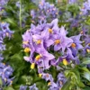 Direct Plants Solanum Crispum Glasnevin Blue Flowering Shrubby Climbing Garden Plant -Leaf Shop direct plants solanum crispum glasnevin blue flowering shrubby climbing garden plant5061013072540 01c MP