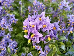 Direct Plants Solanum Crispum Glasnevin Blue Flowering Shrubby Climbing Garden Plant