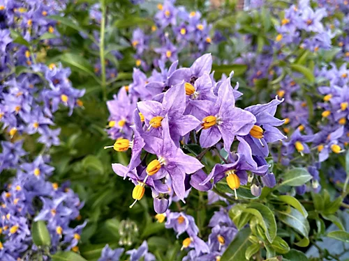 Direct Plants Solanum Crispum Glasnevin Blue Flowering Shrubby Climbing Garden Plant 3 Direct Plants Solanum Crispum Glasnevin Blue Flowering Shrubby Climbing Garden Plant