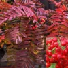 Direct Plants Sorbus Embley Japanese Mountain Ash Tree 5-6ft Supplied In A 7.5 Litre Pot -Leaf Shop direct plants sorbus embley japanese mountain ash tree 5 6ft supplied in a 7 5 litre pot5061013070805 01c MP