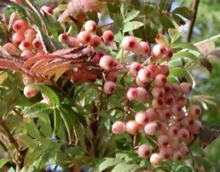 Direct Plants Sorbus Pink Pagoda Ornamental Mountain Ash Tree 5-6ft Supplied In A 7.5 Litre Pot