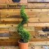 Direct Plants Spiral Cupressocyparis Castlewellan Gold Large 100cm Tall In A 12 Litre Pot -Leaf Shop direct plants spiral cupressocyparis castlewellan gold large 100cm tall in a 12 litre pot5061013079105 01c MP