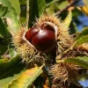 Direct Plants Sweet Chestnut Tree Castanea Sativa Fruit Nut Tree 2-3ft Tall In A 2 Litre Pot -Leaf Shop direct plants sweet chestnut tree castanea sativa fruit nut tree 2 3ft tall in a 2 litre pot5061013074735 01c MP