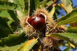 Direct Plants Sweet Chestnut Tree Castanea Sativa Fruit Nut Tree 2-3ft Tall In A 2 Litre Pot