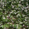 Direct Plants Trachelospermum Jasminoides Star Jasmine Highly Fragrant Climbing Plant Large 5ft Tall Supplied In A 4 Litre Pot -Leaf Shop direct plants trachelospermum jasminoides star jasmine highly fragrant climbing plant large 5ft tall supplied in a 4 litre pot5061013075022 01c MP