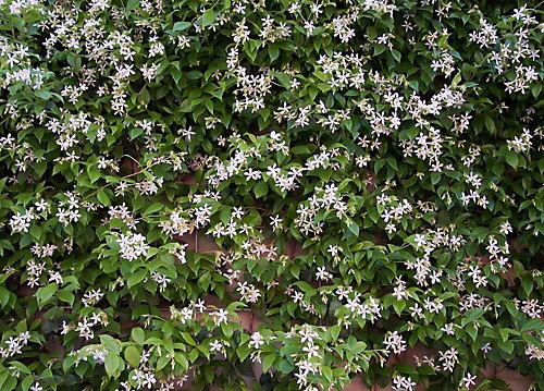 Direct Plants Trachelospermum Jasminoides Star Jasmine Highly Fragrant Climbing Plant Large 5ft Tall Supplied In A 4 Litre Pot 3 Direct Plants Trachelospermum Jasminoides Star Jasmine Highly Fragrant Climbing Plant Large 5ft Tall Supplied In A 4 Litre Pot