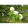 Direct Plants Viburnum Opulus Roseum Snowball Tree Plant 3-4ft Extra Large In A 5 Litre Pot 2 Direct Plants Viburnum Opulus Roseum Snowball Tree Plant 3-4ft Extra Large In A 5 Litre Pot -Leaf Shop direct plants viburnum opulus roseum snowball tree plant 3 4ft extra large in a 5 litre pot5061013070881 01c MP
