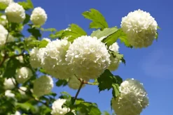Direct Plants Viburnum Opulus Roseum The Snowball Tree Huge White Flowers