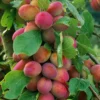 Direct Plants Victoria Plum Fruit Tree 3-4ft Tall Supplied In A 3 Litre Pot -Leaf Shop direct plants victoria plum fruit tree 3 4ft tall supplied in a 3 litre pot5061013079761 01c MP