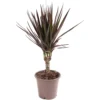 Dracaena Marginata - Stylish And Air-Purifying Indoor Plant For Interior Spaces (30-40cm) 2 Dracaena Marginata - Stylish And Air-Purifying Indoor Plant For Interior Spaces (30-40cm) -Leaf Shop dracaena marginata stylish and air purifying indoor plant for interior spaces 30 40cm 5059442054534 01c MP