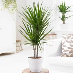 Dracaena Marginata - Stylish And Air-Purifying Indoor Plant For Interior Spaces (30-40cm) 7 Dracaena Marginata - Stylish And Air-Purifying Indoor Plant For Interior Spaces (30-40cm) -Leaf Shop dracaena marginata stylish and air purifying indoor plant for interior spaces 30 40cm 5059442054534 02c MP