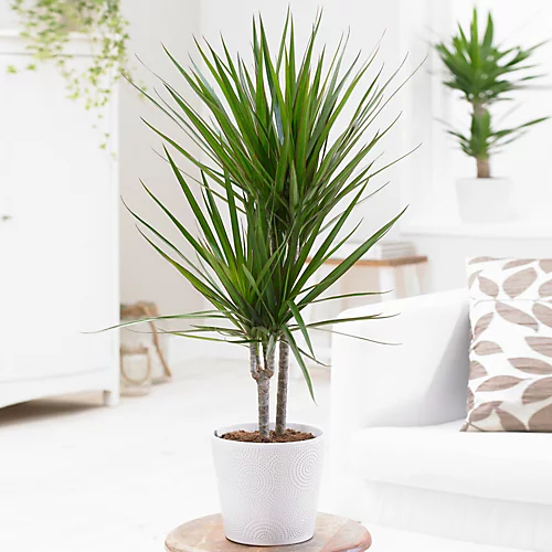 Dracaena Marginata - Stylish And Air-Purifying Indoor Plant For Interior Spaces (30-40cm) 4 Dracaena Marginata - Stylish And Air-Purifying Indoor Plant For Interior Spaces (30-40cm) - Image 2