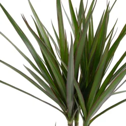 Dracaena Marginata - Stylish And Air-Purifying Indoor Plant For Interior Spaces (30-40cm) 8 Dracaena Marginata - Stylish And Air-Purifying Indoor Plant For Interior Spaces (30-40cm) -Leaf Shop dracaena marginata stylish and air purifying indoor plant for interior spaces 30 40cm 5059442054534 03c MP