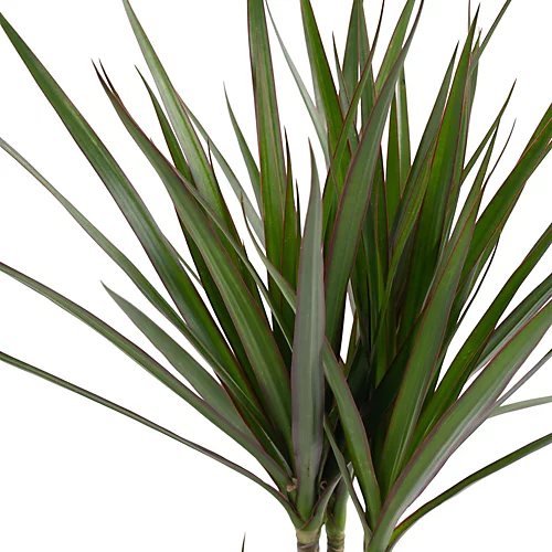 Dracaena Marginata - Stylish And Air-Purifying Indoor Plant For Interior Spaces (30-40cm) 5 Dracaena Marginata - Stylish And Air-Purifying Indoor Plant For Interior Spaces (30-40cm) - Image 3