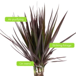 Dracaena Marginata - Stylish And Air-Purifying Indoor Plant For Interior Spaces (30-40cm) 9 Dracaena Marginata - Stylish And Air-Purifying Indoor Plant For Interior Spaces (30-40cm) -Leaf Shop dracaena marginata stylish and air purifying indoor plant for interior spaces 30 40cm 5059442054534 04c MP