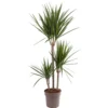 Dracaena Marginata - Stylish And Air-Purifying Indoor Plant For Interior Spaces (90-100cm) 2 Dracaena Marginata - Stylish And Air-Purifying Indoor Plant For Interior Spaces (90-100cm) -Leaf Shop dracaena marginata stylish and air purifying indoor plant for interior spaces 90 100cm 5059442054558 01c MP
