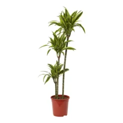 Dracaena Tree In 24cm Terracotta Plastic Grow Pot