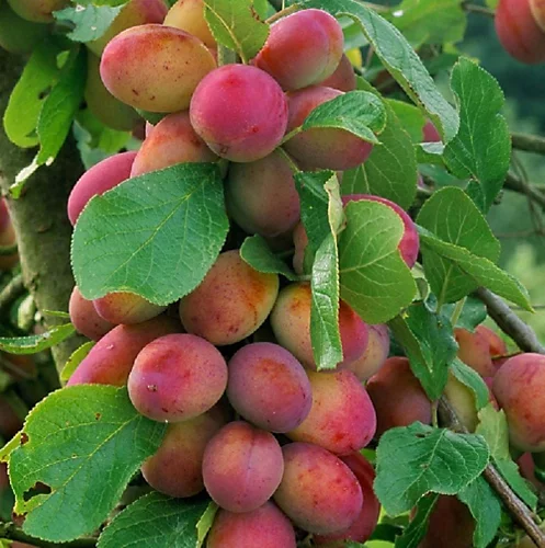 Dwarf Patio Miniature Victoria Plum Fruit Tree 3-4ft Supplied In A 5 Litre Pot 4 Dwarf Patio Miniature Victoria Plum Fruit Tree 3-4ft Supplied In A 5 Litre Pot - Image 2