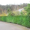 English Yew 1m Height Evergreen Instant Hedge Pack Of 14 -Leaf Shop english yew 1m height evergreen instant hedge pack of 145056684004495 01c MP