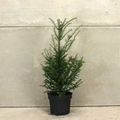 English Yew 1m Height Evergreen Instant Hedge Pack Of 14 -Leaf Shop english yew 1m height evergreen instant hedge pack of 145056684004495 02c MP