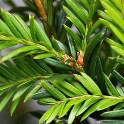 English Yew 1m Height Evergreen Instant Hedge Pack Of 14 -Leaf Shop english yew 1m height evergreen instant hedge pack of 145056684004495 03c MP