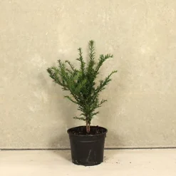 English Yew 40cm Height Evergreen Hedge Plant Pack Of 6 -Leaf Shop english yew 40cm height evergreen hedge plant pack of 65056684004075 03c MP