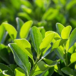 Euonymus 'Jean Hugues' 20cm Height Evergreen Hedge Plant Pack Of 12 -Leaf Shop euonymus jean hugues 20cm height evergreen hedge plant pack of 125056684004105 02c MP
