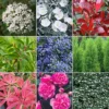 Evergreen Shrub Plant Mix - Beautiful Collection Of Outdoor Plants, Ideal For UK Gardens, 9cm Pots (10 Pack) -Leaf Shop evergreen shrub plant mix beautiful collection of outdoor plants ideal for uk gardens 9cm pots 10 pack 5051641454047 01c MP