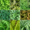 Fern Plant Mix - Beautiful Collection Of Outdoor Plants, Ideal For UK Gardens, 9cm Pots (10 Pack)