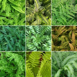 Fern Plant Mix - Beautiful Collection Of Outdoor Plants, Ideal For UK Gardens, 9cm Pots (10 Pack)