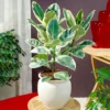 Ficus Tineke - Rubber Plant, Ideal For Home, Office, Kitchen, Houseplant In 12cm Pot (30-40cm) -Leaf Shop ficus tineke rubber plant ideal for home office kitchen houseplant in 12cm pot 30 40cm 5059442010837 01c MP