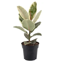 Ficus Tineke - Rubber Plant, Ideal For Home, Office, Kitchen, Houseplant In 12cm Pot (30-40cm) -Leaf Shop ficus tineke rubber plant ideal for home office kitchen houseplant in 12cm pot 30 40cm 5059442010837 02c MP