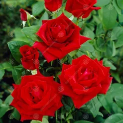 For You With Love Red Rose - Outdoor Plant, Ideal For Gardens, Compact Size -Leaf Shop for you with love red rose outdoor plant ideal for gardens compact size5051641538730 02c MP