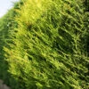 Golden Leylandii 60cm Height Evergreen Hedge Plant Pack Of 12 -Leaf Shop golden leylandii 60cm height evergreen hedge plant pack of 125056684004129 01c MP