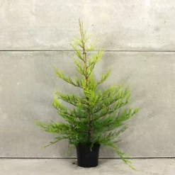 Golden Leylandii 60cm Height Evergreen Hedge Plant Pack Of 12 -Leaf Shop golden leylandii 60cm height evergreen hedge plant pack of 125056684004129 03c MP