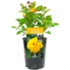 Golden Wedding 50th Anniversary Yellow Rose - Outdoor Plant, Ideal For Gardens, Compact Size -Leaf Shop golden wedding 50th anniversary yellow rose outdoor plant ideal for gardens compact size5051641538747 01c MP