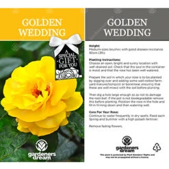 Golden Wedding 50th Anniversary Yellow Rose - Outdoor Plant, Ideal For Gardens, Compact Size -Leaf Shop golden wedding 50th anniversary yellow rose outdoor plant ideal for gardens compact size5051641538747 03c MP