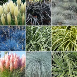 Grass Plant Mix - Beautiful Collection Of Outdoor Plants, Ideal For UK Gardens, 9cm Pots (10 Pack)