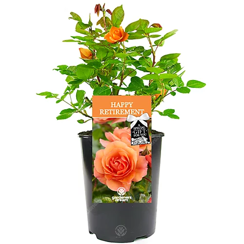 Happy Retirement Orange Rose - Outdoor Plant, Ideal For Gardens, Compact Size 3 Happy Retirement Orange Rose - Outdoor Plant, Ideal For Gardens, Compact Size