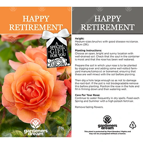Happy Retirement Orange Rose - Outdoor Plant, Ideal For Gardens, Compact Size 5 Happy Retirement Orange Rose - Outdoor Plant, Ideal For Gardens, Compact Size - Image 3