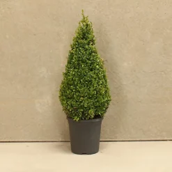 Hedges Direct Box 50cm Topiary Cone -Leaf Shop hedges direct box 50cm topiary cone5056684003139 02c MP