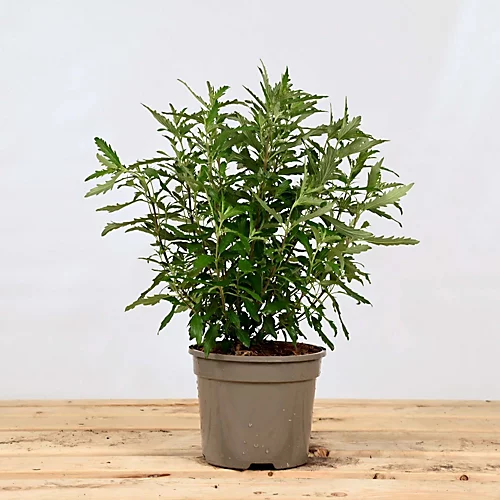 Hedges Direct Caryopteris Cland. 'Heavenly Blue' Garden Shrub 3 Hedges Direct Caryopteris Cland. 'Heavenly Blue' Garden Shrub