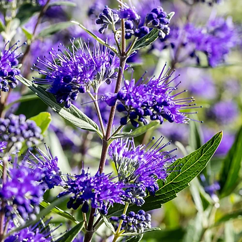 Hedges Direct Caryopteris Cland. 'Heavenly Blue' Garden Shrub 4 Hedges Direct Caryopteris Cland. 'Heavenly Blue' Garden Shrub - Image 2