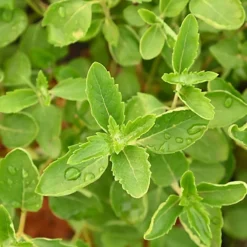 Hedges Direct Caryopteris Cland. 'Heavenly Blue' Garden Shrub 7 Hedges Direct Caryopteris Cland. 'Heavenly Blue' Garden Shrub -Leaf Shop hedges direct caryopteris cland heavenly blue garden shrub5056684004631 03c MP