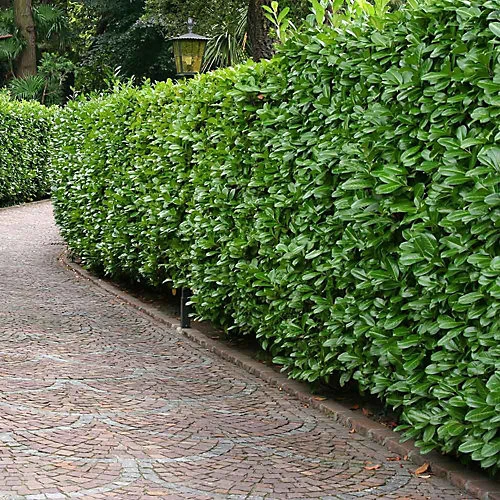 Hedges Direct Cherry Laurel 1.5m Height Evergreen Hedge Plant 3 Hedges Direct Cherry Laurel 1.5m Height Evergreen Hedge Plant