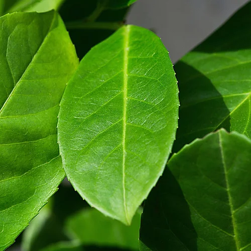 Hedges Direct Cherry Laurel 1.5m Height Evergreen Hedge Plant 4 Hedges Direct Cherry Laurel 1.5m Height Evergreen Hedge Plant - Image 2