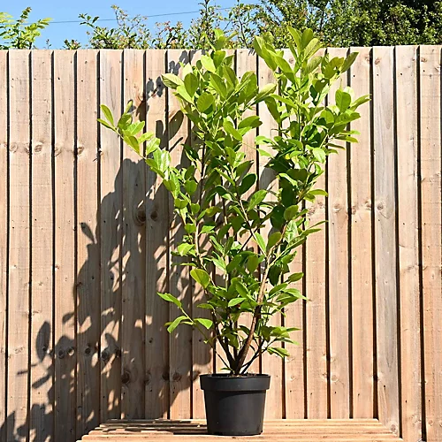 Hedges Direct Cherry Laurel 1.5m Height Evergreen Hedge Plant 5 Hedges Direct Cherry Laurel 1.5m Height Evergreen Hedge Plant - Image 3