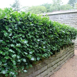 Hedges Direct English Holly 20cm Starter Plants Pack Of 12 -Leaf Shop hedges direct english holly 20cm starter plants pack of 125056684003849 02c MP